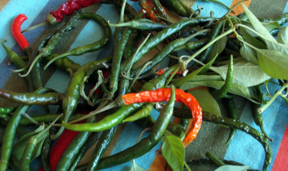 Pile of peppers from my garden