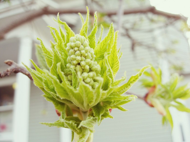 Walnut buds