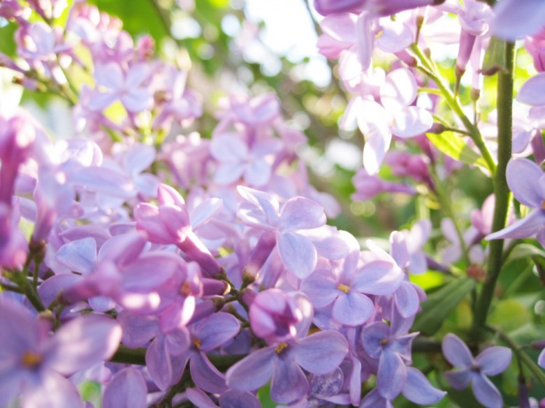 Lilacs are blooming