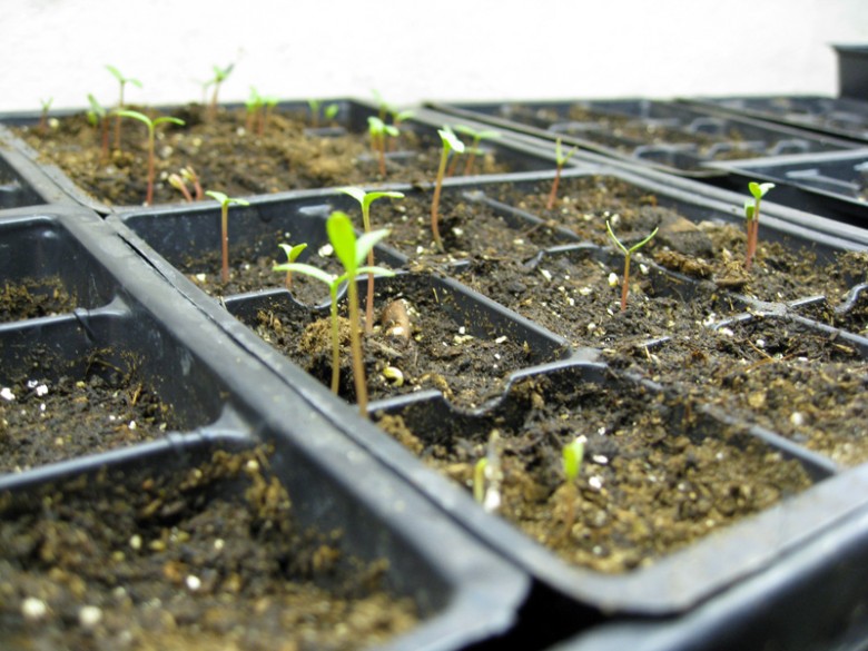 Marigold sprouts after 1 week...fuzzy white bacteria is gone!