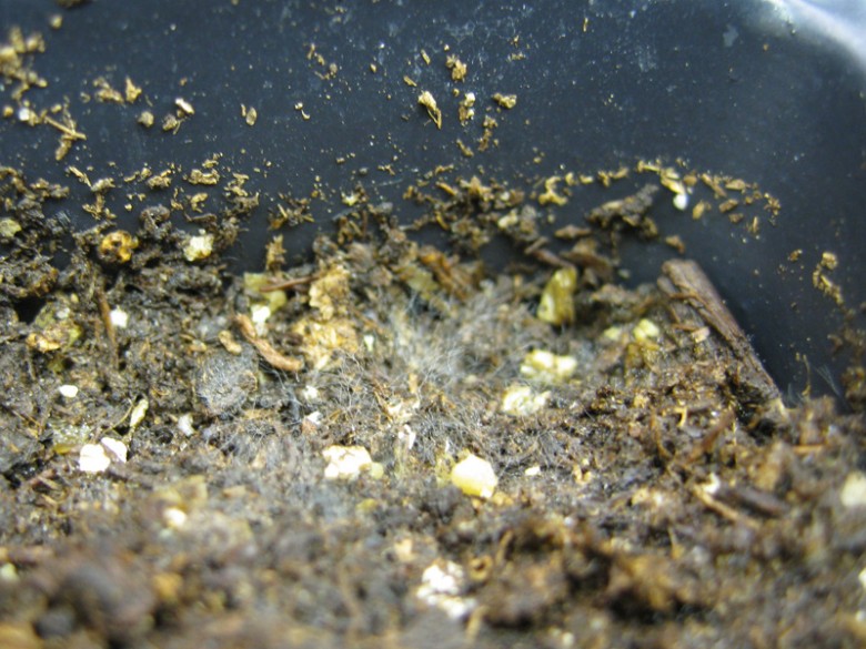 Fuzzy white bacteria on seed starting soil