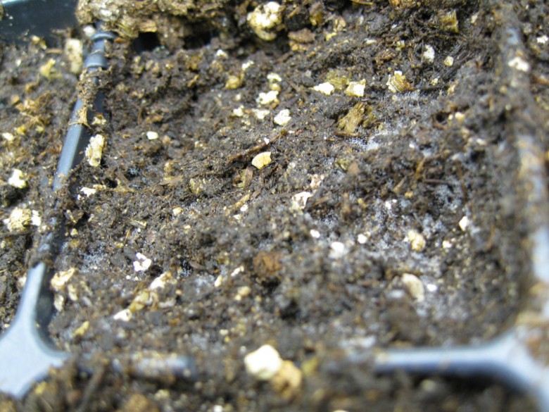 Fuzzy white stuff on seed starting soil