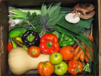 CSA Box from Herbal Turtle Farms in Winona