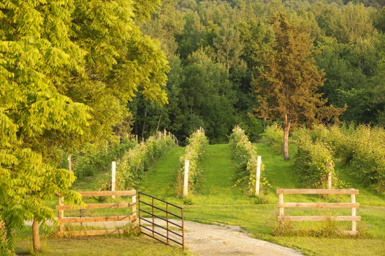 The scene: Garvin Heights Vineyard in Winona, MN (Photo by Marni Mattner Photography)