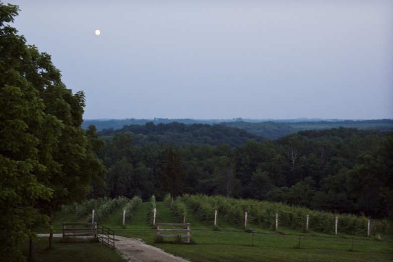 Vineyard at night (Photo by Marni Mattner Photography)