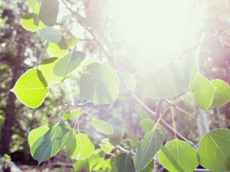 Aspen leaves in Colorado