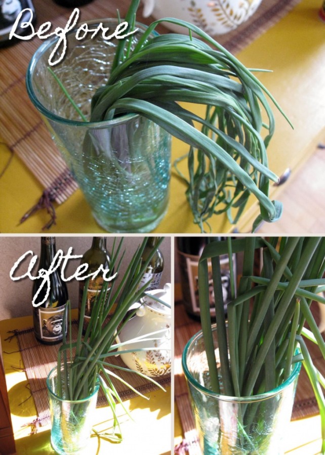 How to keep chives fresh in the fridge