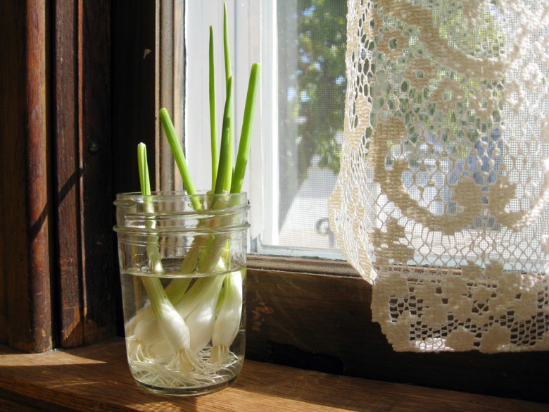 Growing scallions in the windowsill