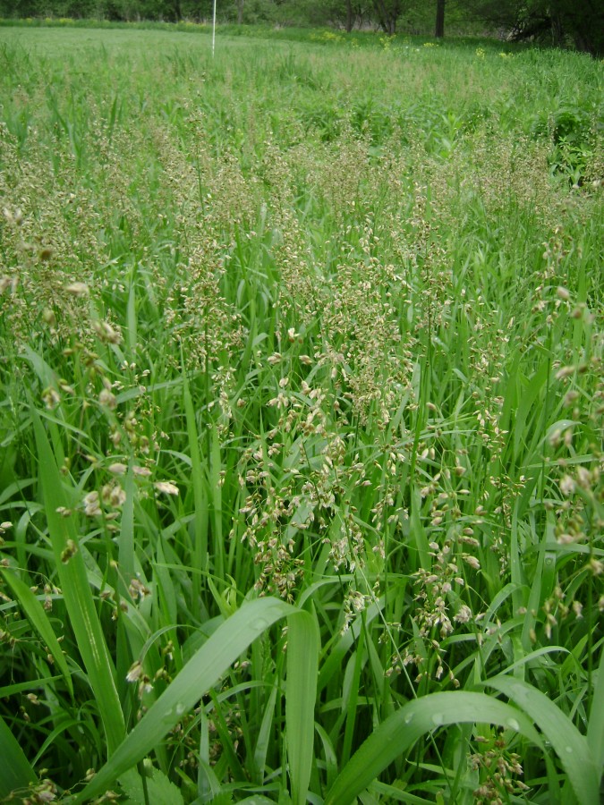 Allnatural air freshener sweet grass braids
